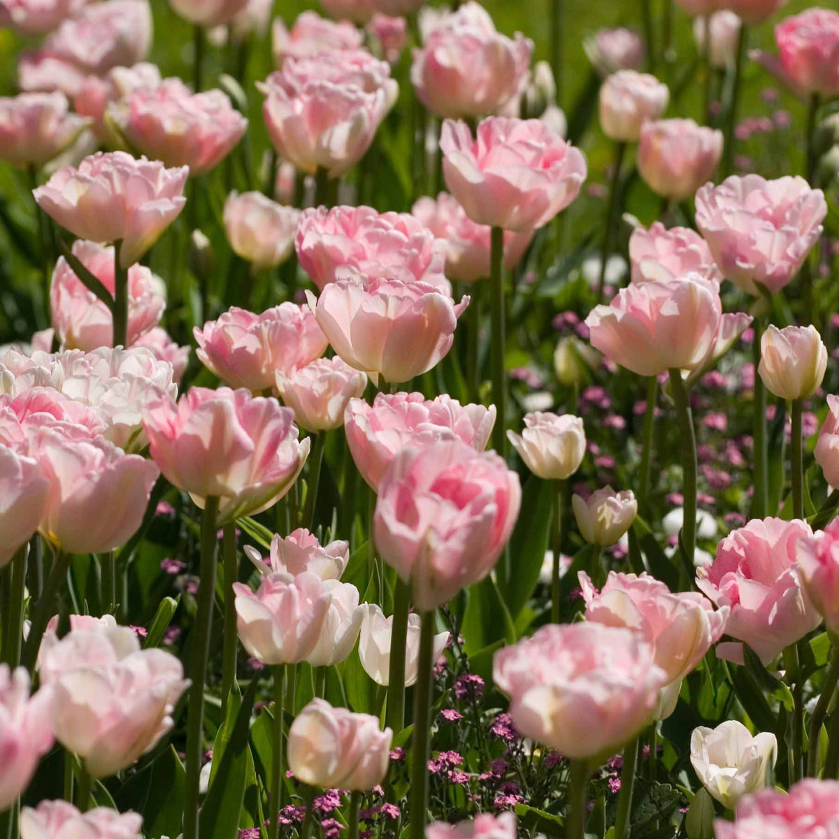 Collection de 20 Tulipes romantiques Angélique et  Shirley - Bakker