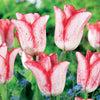 Bakker - 10 Tulipes Beauty trend - Tulipa beauty trend - Bulbes à fleurs