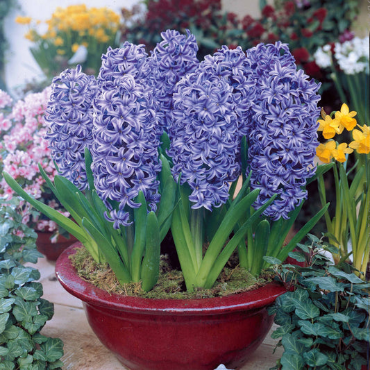 Bakker - 3 Jacinthes bleues - Hyacinthus orientalis - Bulbes à fleurs