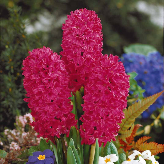 Bakker - 3 Jacinthes rouges - Hyacinthus orientalis - Bulbes à fleurs