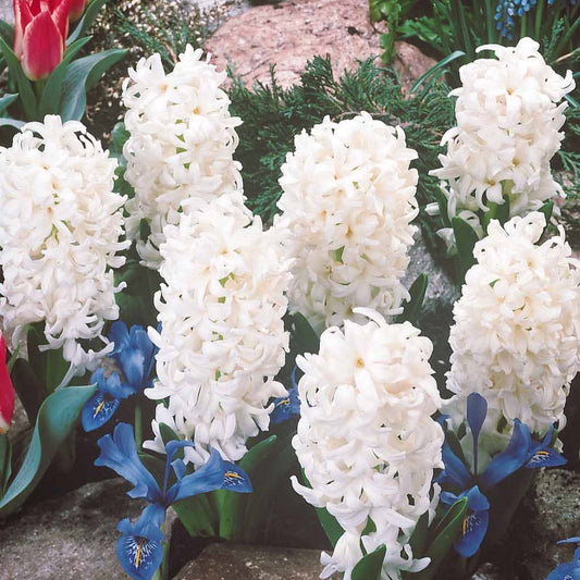 3 Jacinthes blanches - Bakker