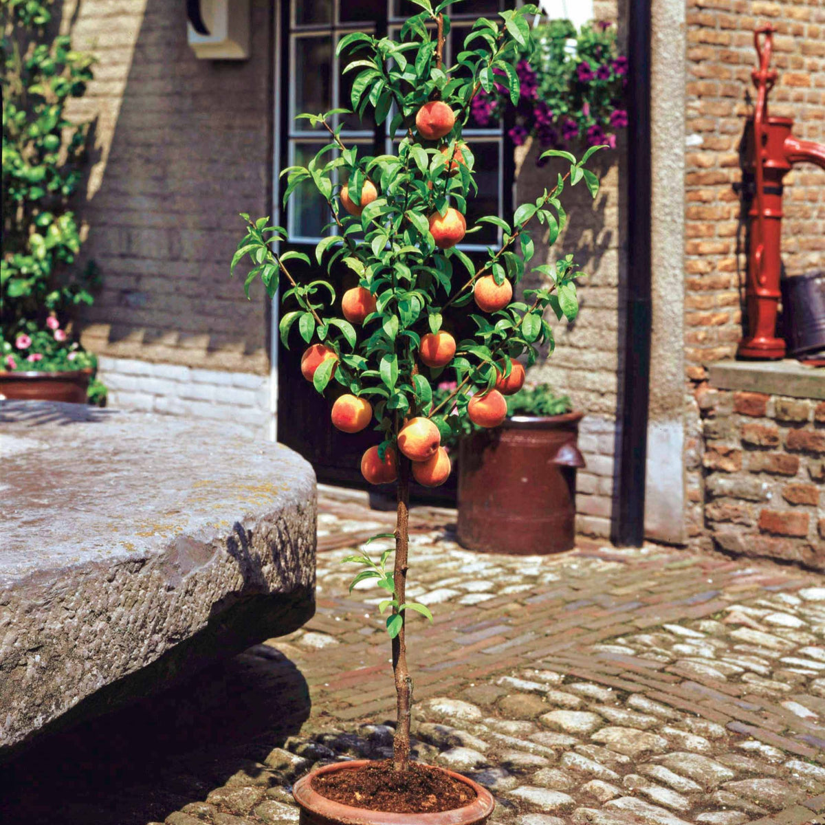 Mini-pêcher Suncrest - Prunus persica Suncrest - Bakker