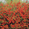 Cognassier à fleurs rouges - Bakker.com | France