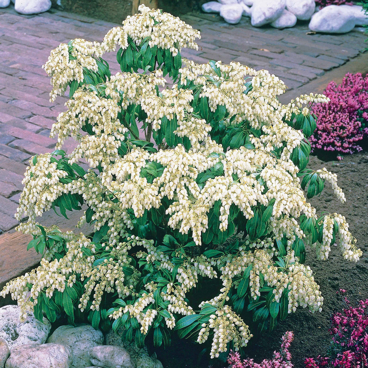 Pieris Cascade blanche - Pieris japonica white cascade - Bakker