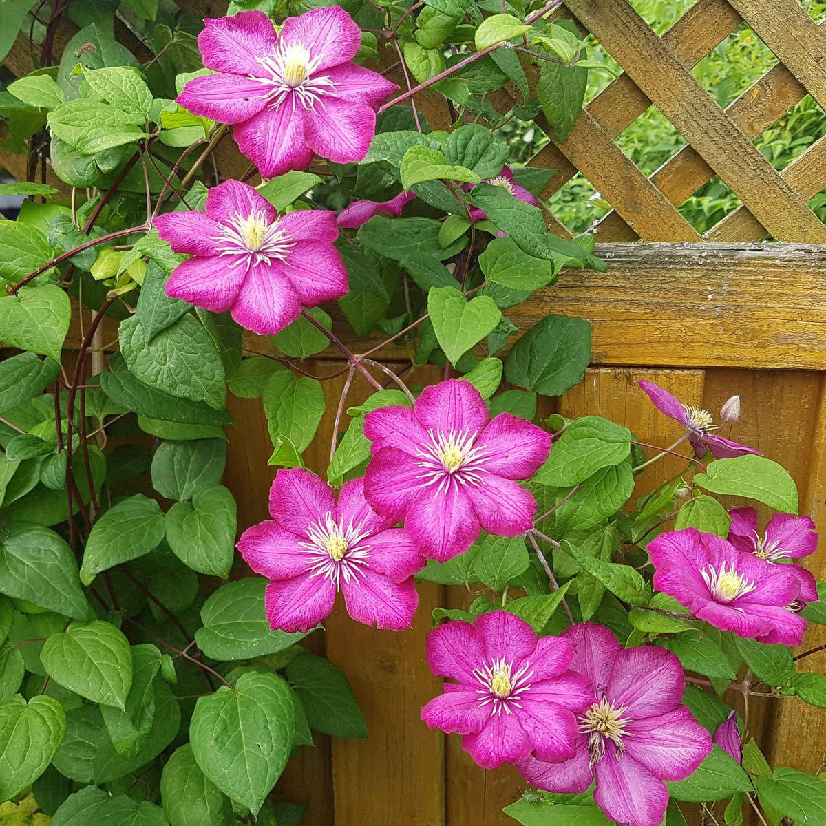 Clématite Ville de Lyon - Clematis x viticella Ville de Lyon - Bakker