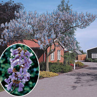 Bakker - L'Arbre impérial - Paulownia tomentosa - Plantes d'extérieur