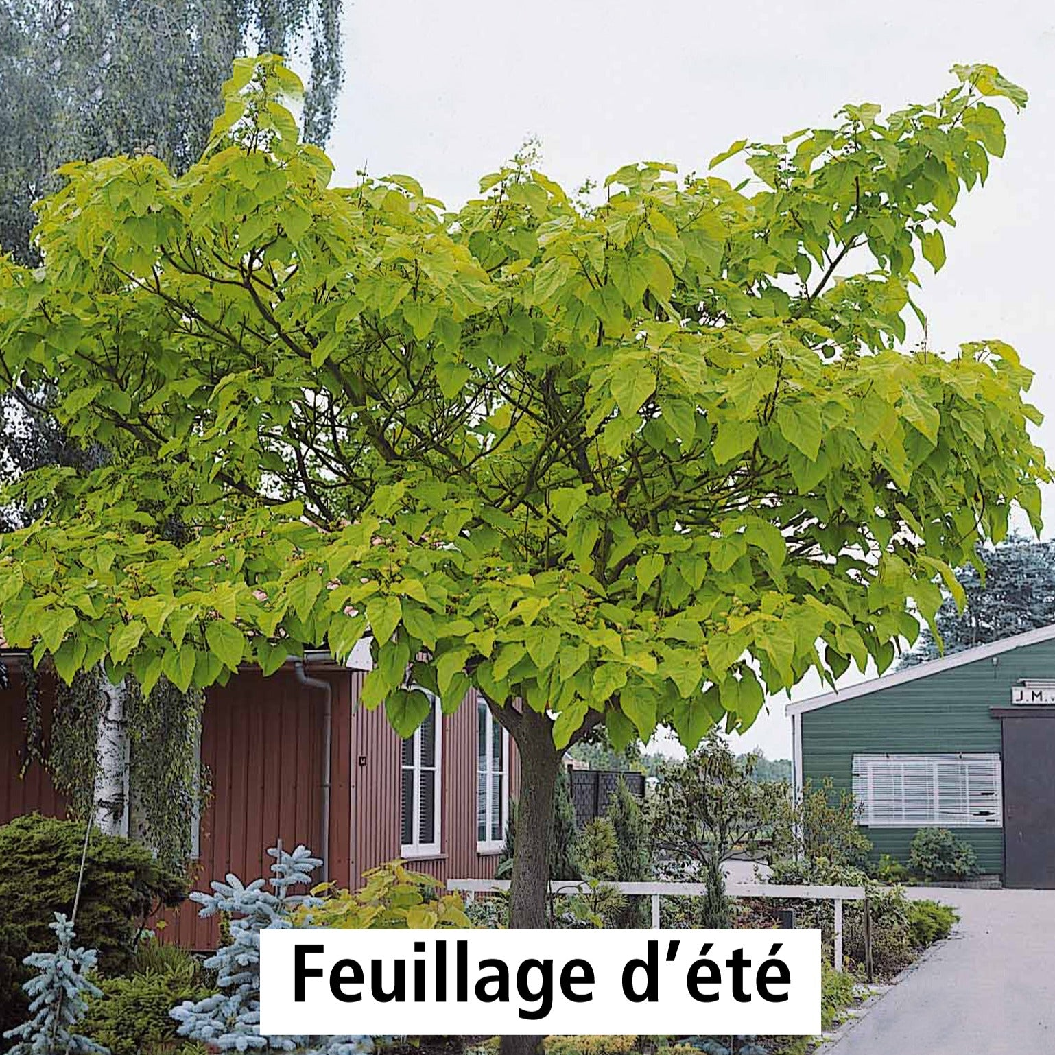 Bakker - L'Arbre impérial - Paulownia tomentosa