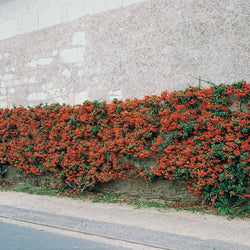 Pyracantha Saphyr rouge - Bakker.com | France