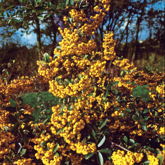 3 Pyracantha jaune - Bakker