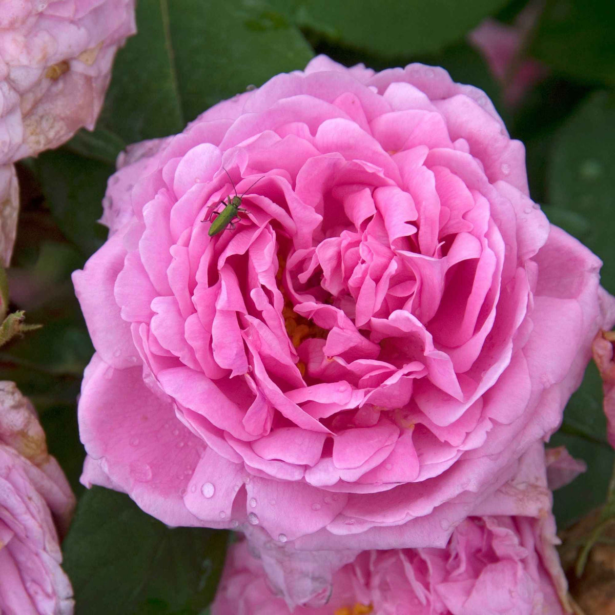 Rosier Comte de Chambord - Bakker