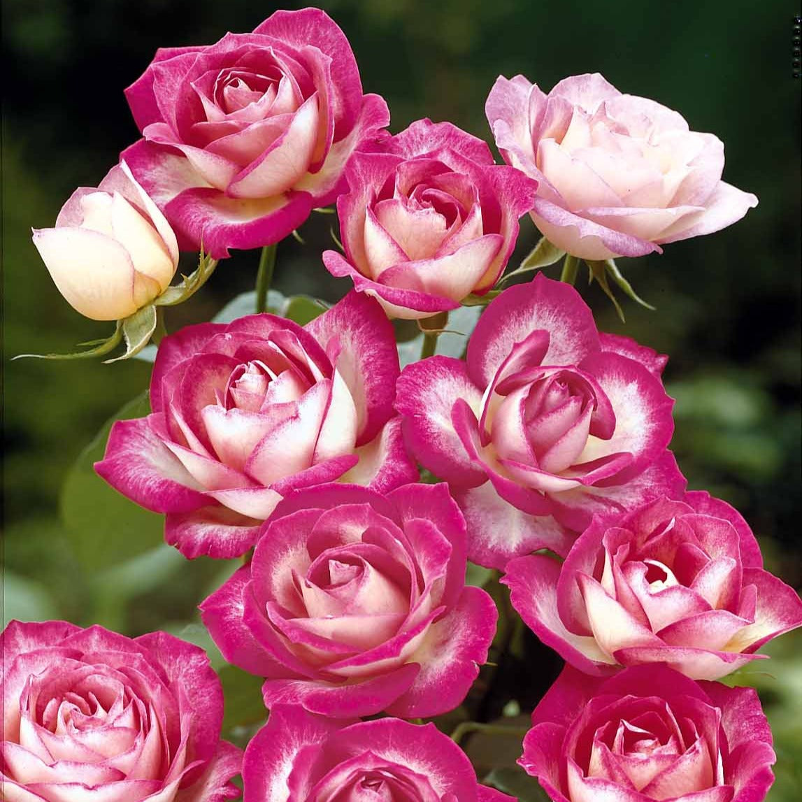 3 Rosiers à massif La Minuette - Bakker