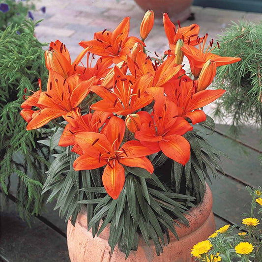 3 Lis orange - Bakker