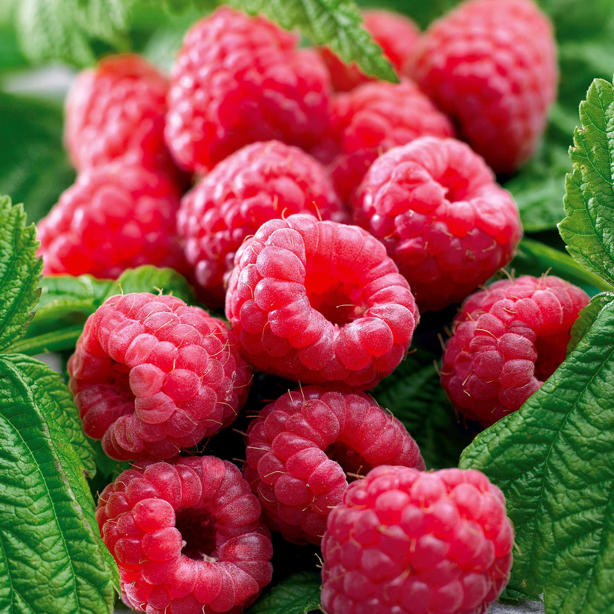 Framboisier remontant Marastar ® cov MA29-20 - Rubus idaeus marastar ® cov ma29-20 - Bakker