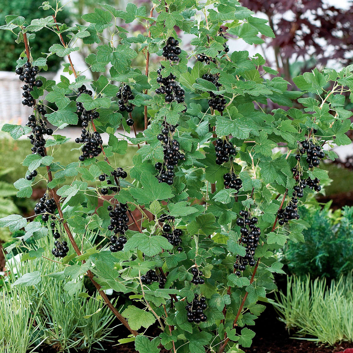 Ribes nigrum neva ® chereshnevas - 2 Cassissiers Neva ® Chereshnevas - Baies