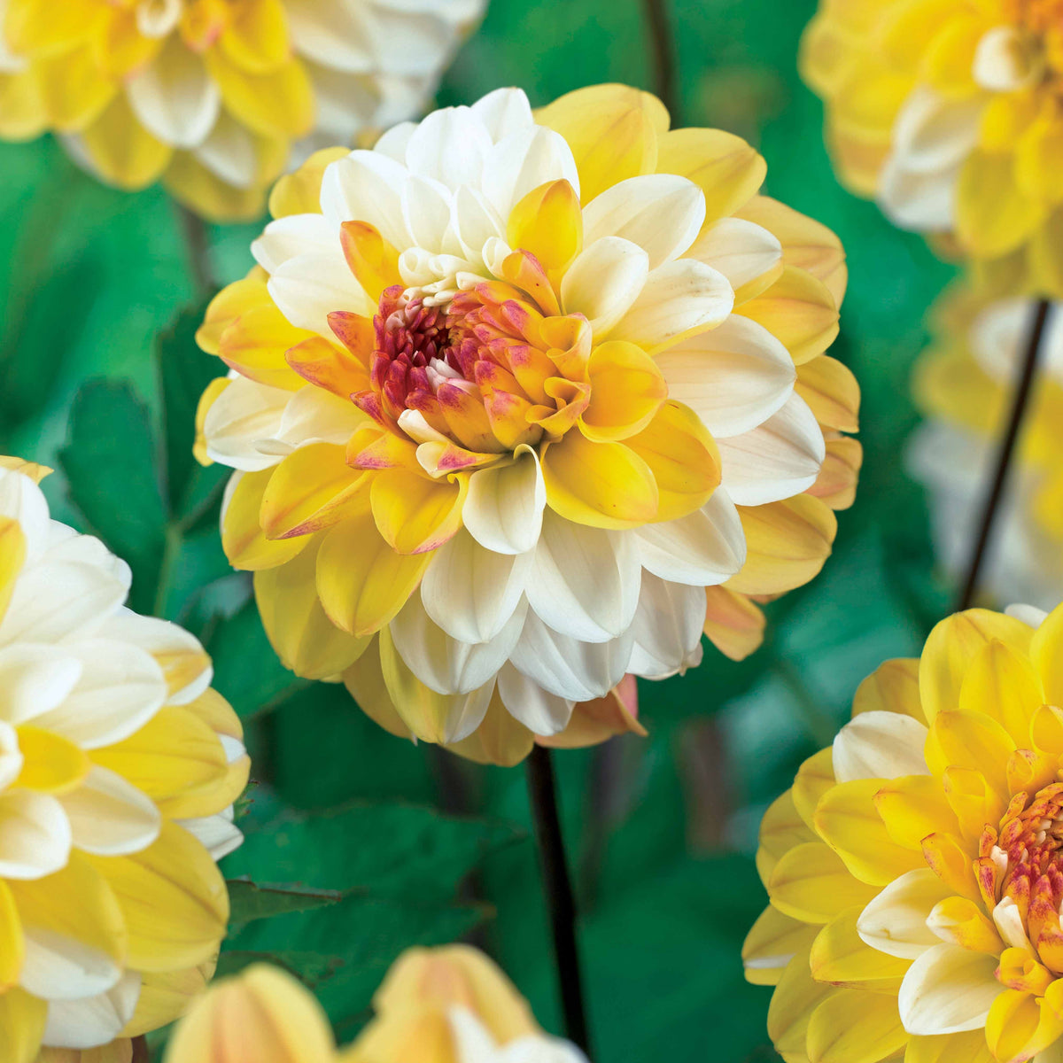 Dahlia double jill - 3 Dahlias pompon Double Jill - Bulbes de Dahlia