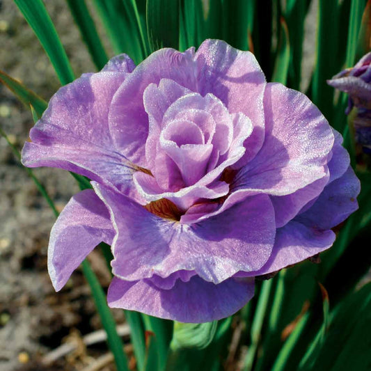 2 Iris de Sibérie Pink Parfait - Bakker