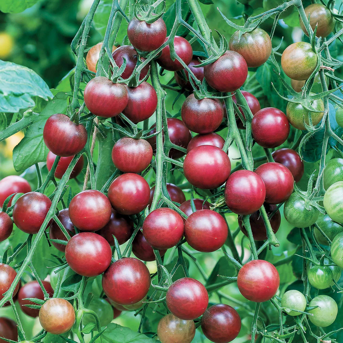 Tomate-cerise Cerise Chocolate - Solanum lycopersicum chocolate cherry - Bakker