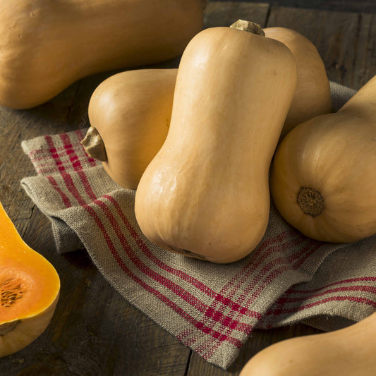 Courge Butternut Hercules F1 - Bakker