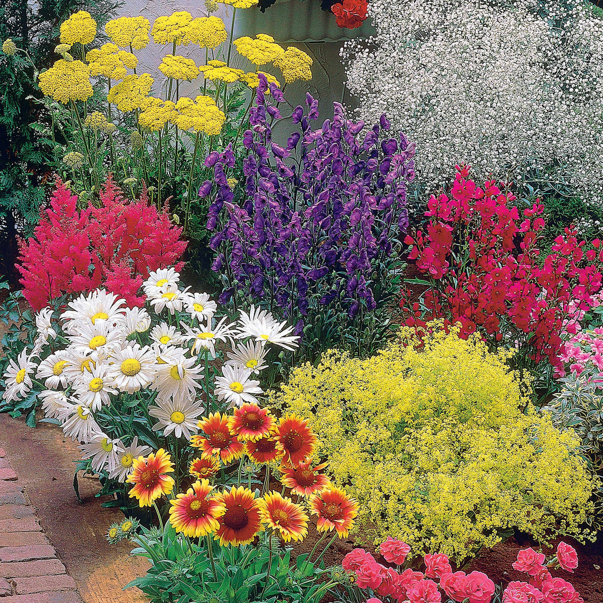 Massif fleuri facile - 8 plantes vivaces - Superficie env. 1,5 m² - Achillea filipendula, Sidalcea Rosanna, Aconitum arendsii, Astilbe, Lencanthemum superbum Silver Princess, Alchemilla Mollis, Gaillarda Kobold, Dianthus plumarius Fortuna - Bakker