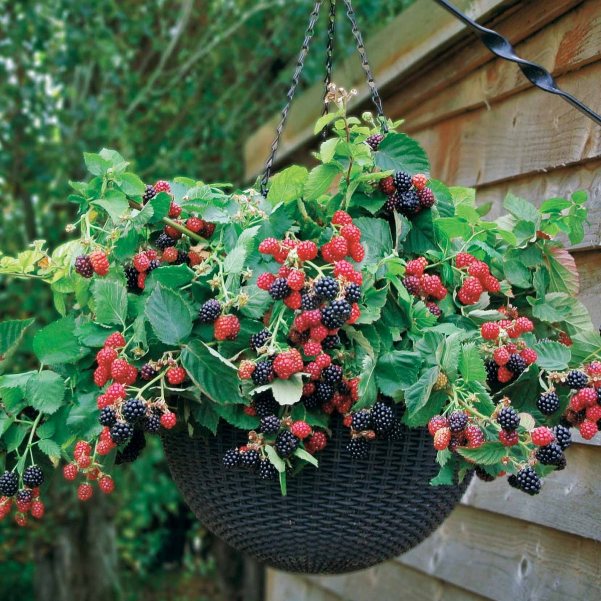 Mûrier Cascade noire - Bakker