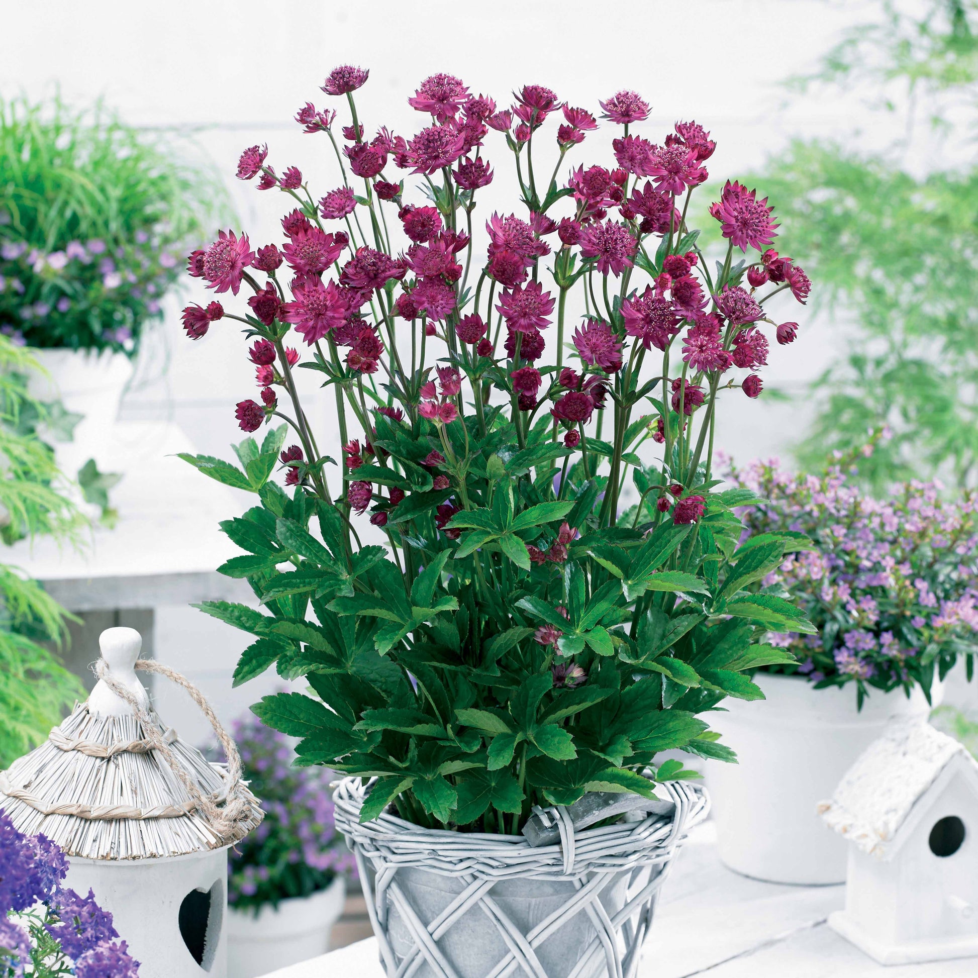 Bakker - 2 Astrances Milano - Astrantia major censation® milano - Plantes d'extérieur