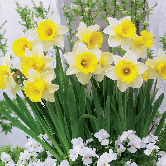 Bakker - 10 Narcisses Goblet - Narcissus goblet - Bulbes à fleurs