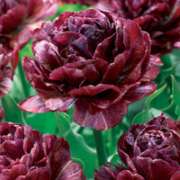 Bakker - 5 Tulipes à fleurs de pivoine Ronde de nuit - Tulipa nachtwacht - Bulbes à fleurs