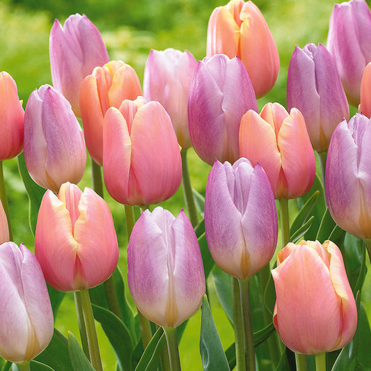 Collection de Tulipes pastel Mango Charm et Sweet Flag - Tulipa mango charm , sweet flag - Bulbes à fleurs