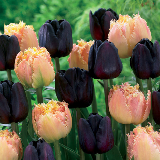 Bakker - Collection de 10 Tulipes Esprit et Paul Sherer - Tulipa esprit , paul sherer - Bulbes à fleurs