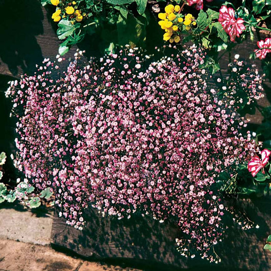 Gypsophile rose - Bakker.com | France