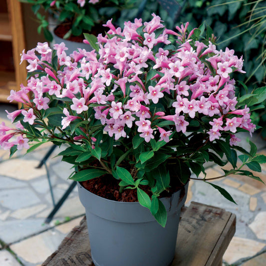 Weigelia Poupée rose - Bakker