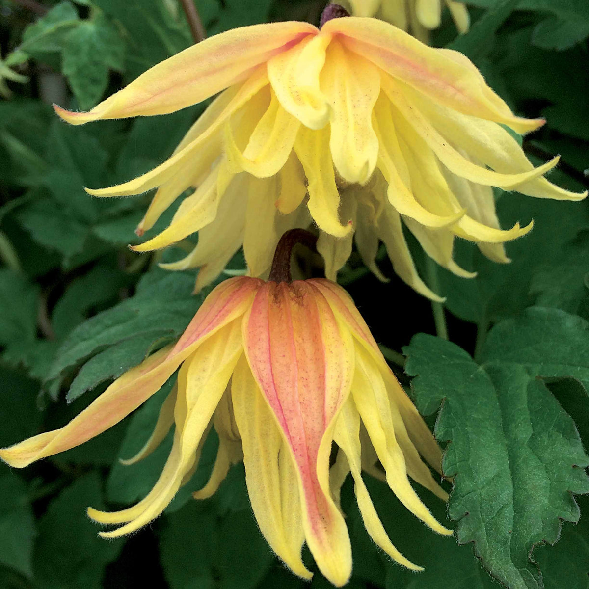 Clématite Amber - Clematis chiisanensis Amber - Bakker