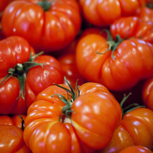 Plant Tomate Marmande - Bakker.com | France