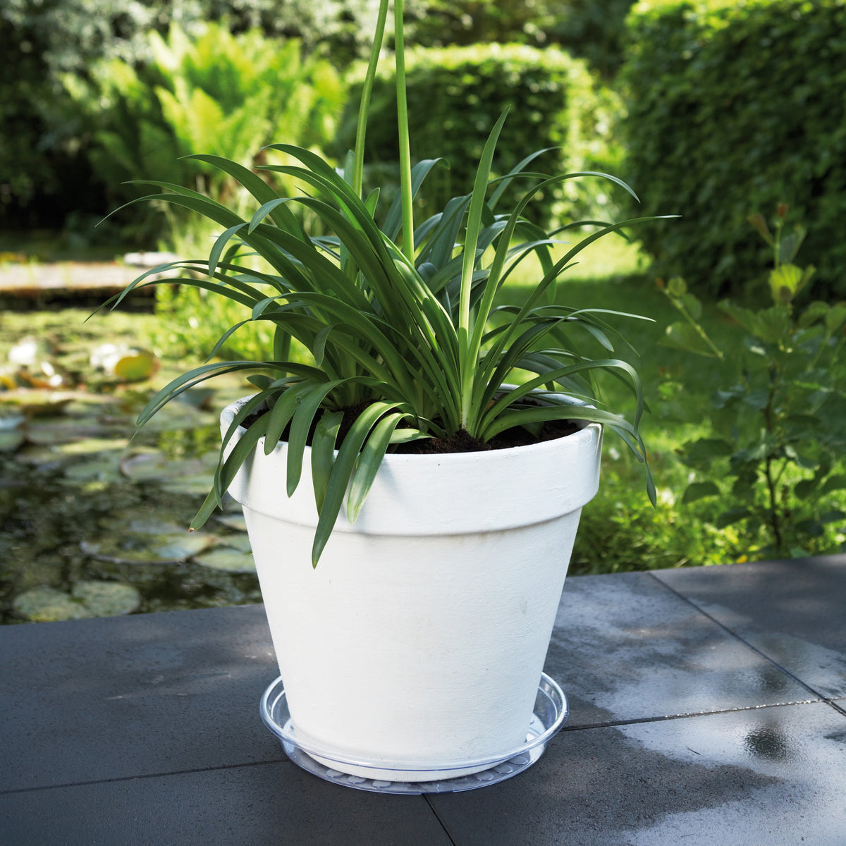 Elho Soucoupe Uni-Saucer transparent -  - Bakker
