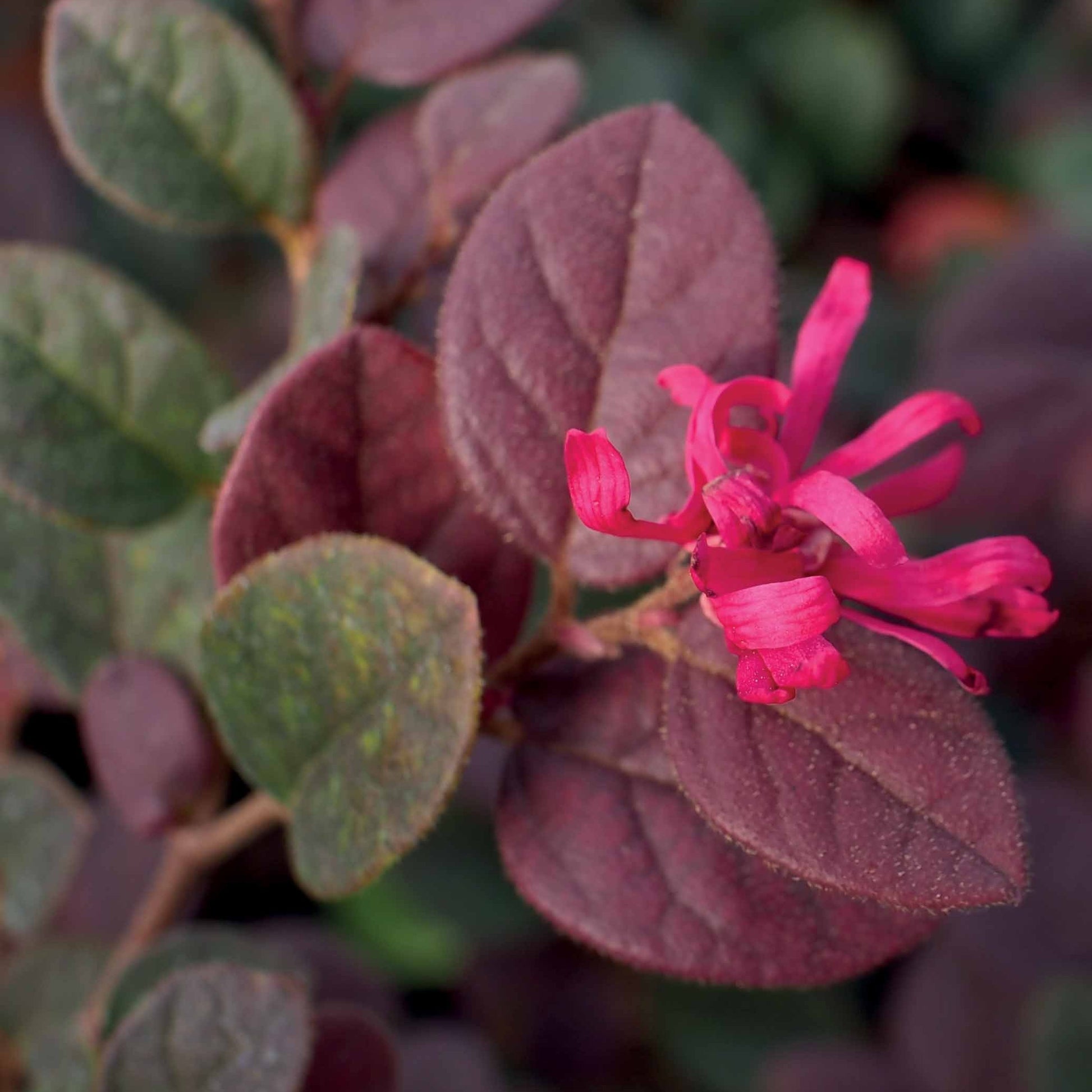 Bakker - Loropétale Black Pearl - Loropetalum chinense black pearl