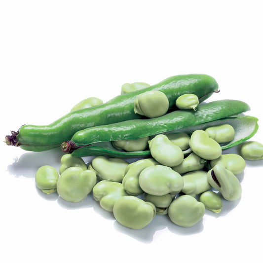 Fève blanche extra hâtive - Bakker