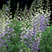 Lupin indigo Eclipse de lune