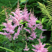 Astilbe Nouvelle vague - Bakker.com | France