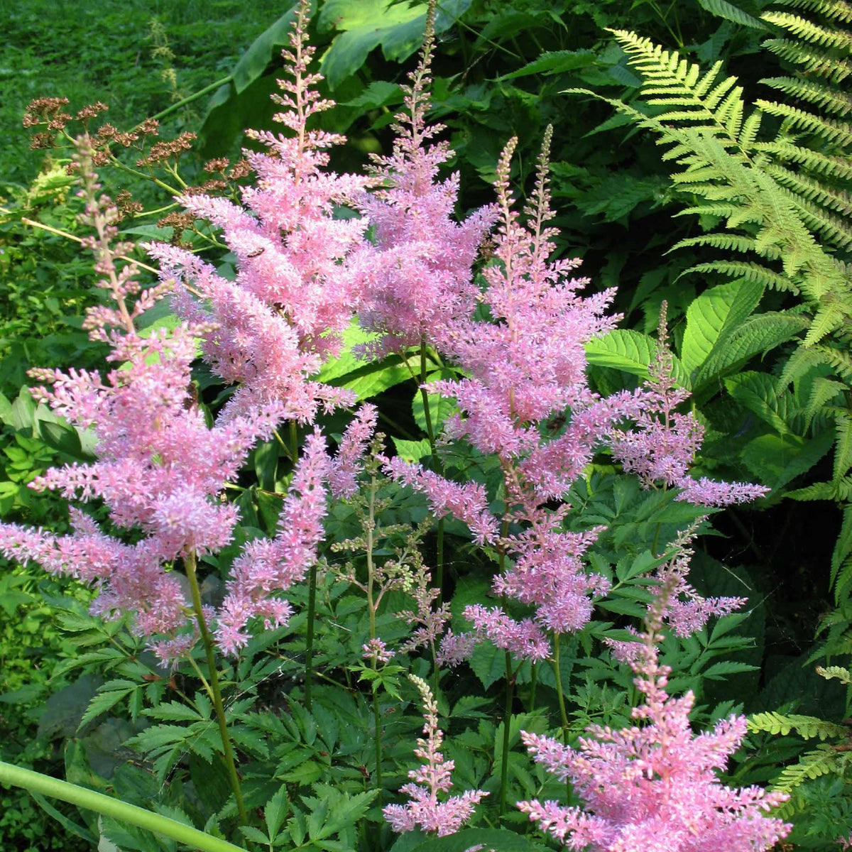 3 Astilbes Nouvelle vague - Astilbe new wave - Bakker