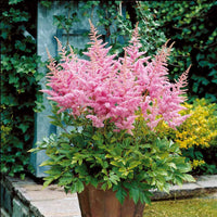 Astilbe Nouvelle vague - Bakker.com | France