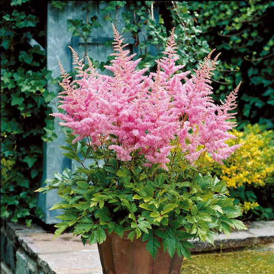 Astilbe Nouvelle vague - Bakker.com | France