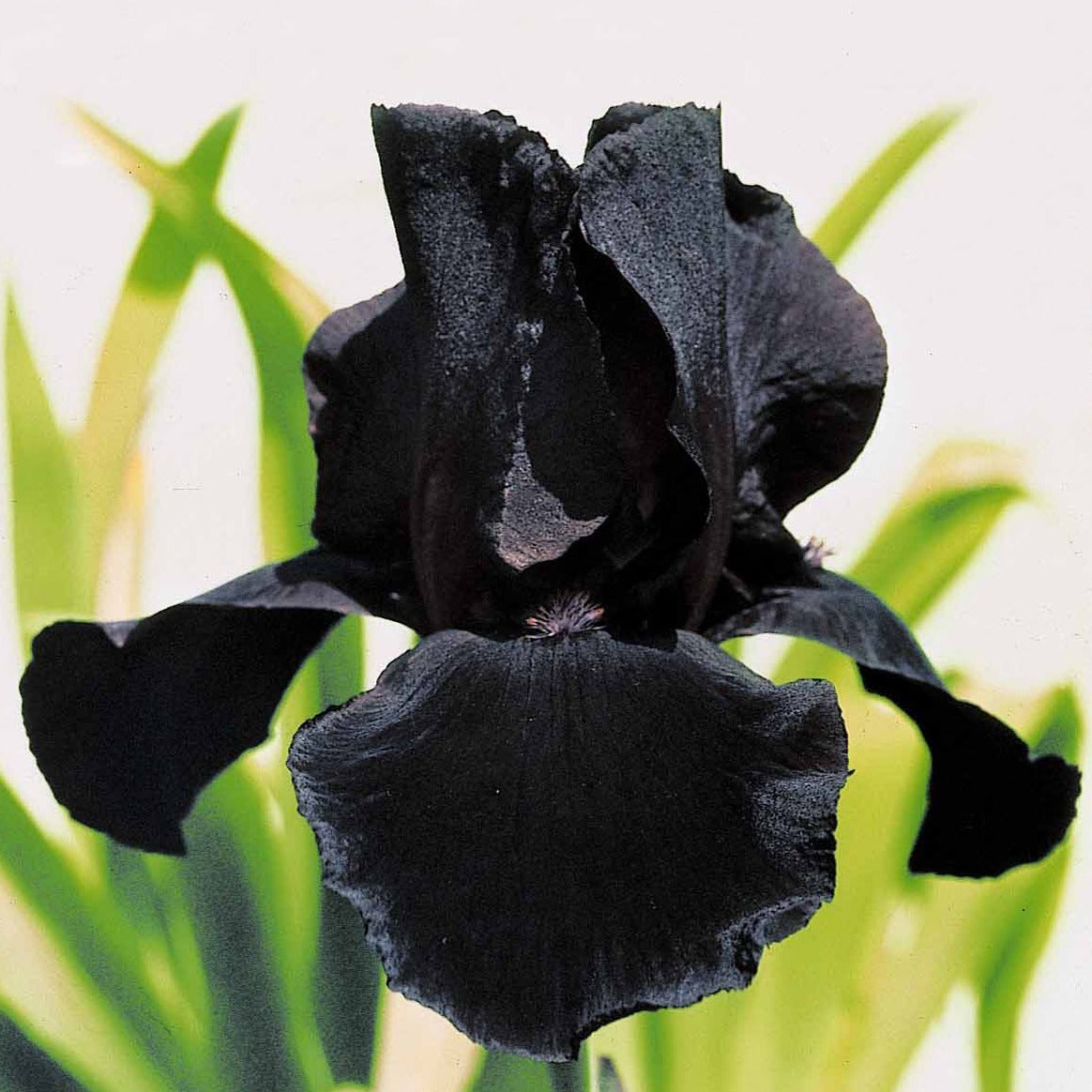 2 Iris de jardin Etude en Noir - Iris germanica study in black - Bakker
