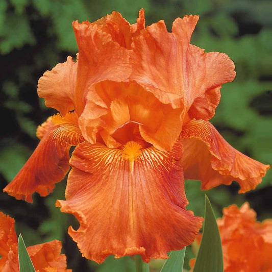 2 Iris de jardin Profondeur de champ - Bakker