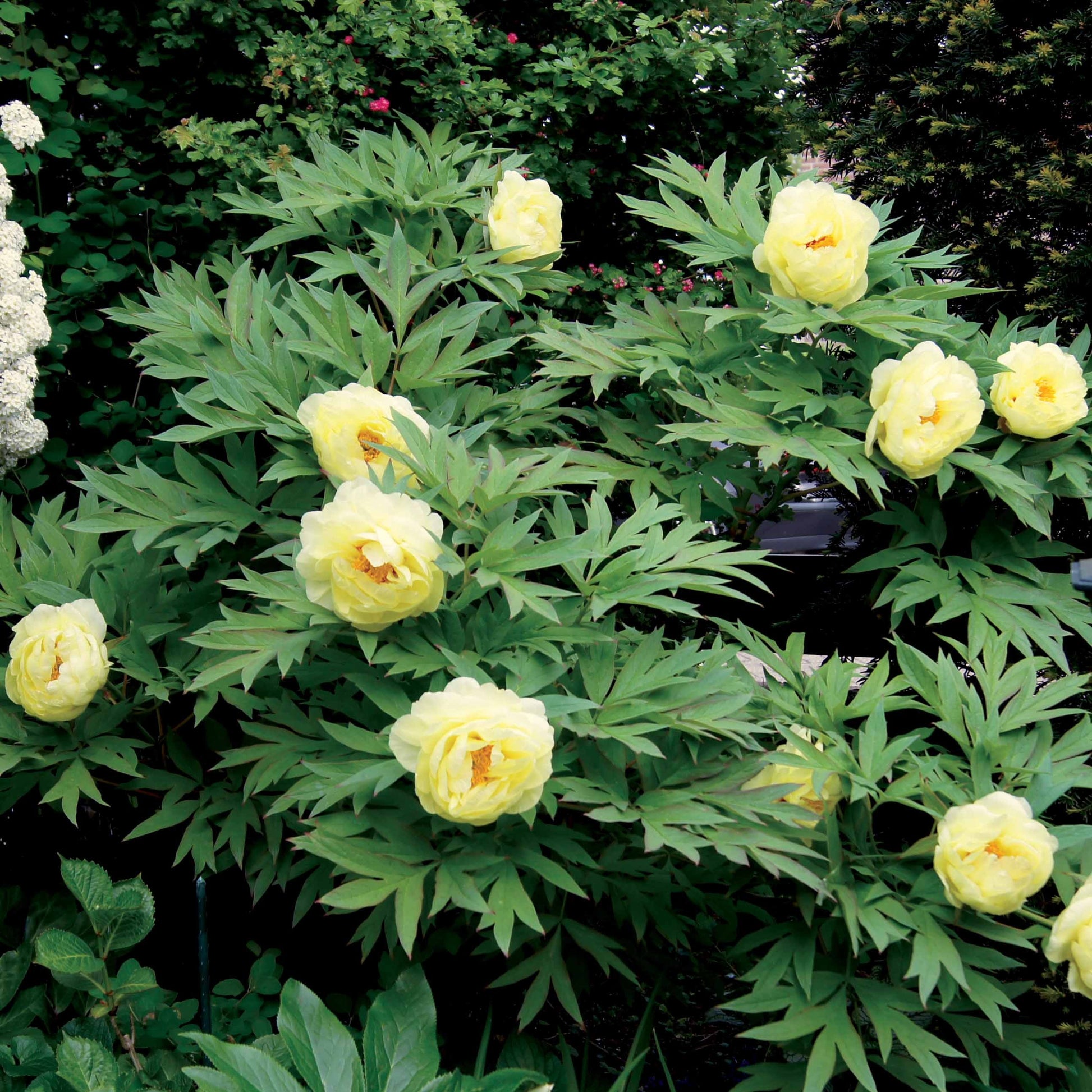 Plantation de pivoines : guide et conseils pour un jardin épanoui Plantation de pivoines : guide et conseils pour un jardin épanoui