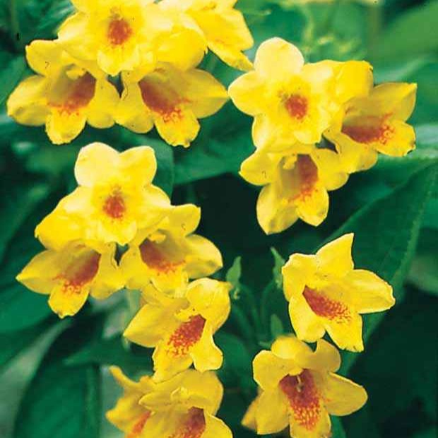 Weigela middendorffiana - Weigelia jaune - Arbustes fleuris