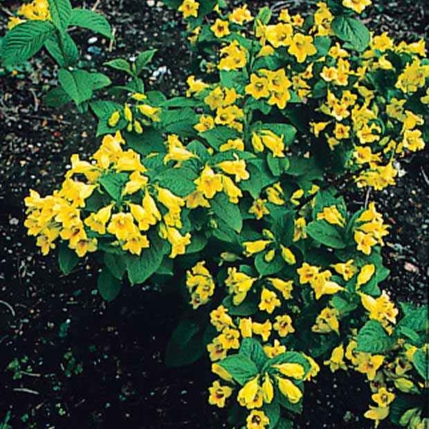 Arbustes fleuris - Weigelia jaune - Weigela middendorffiana