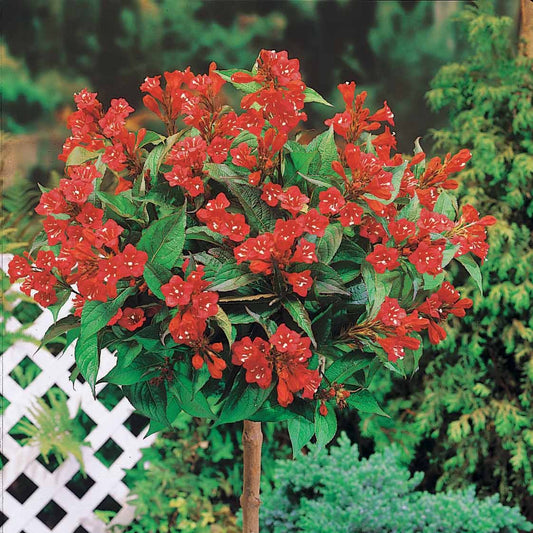 Weigelia rouge sur tige - Bakker