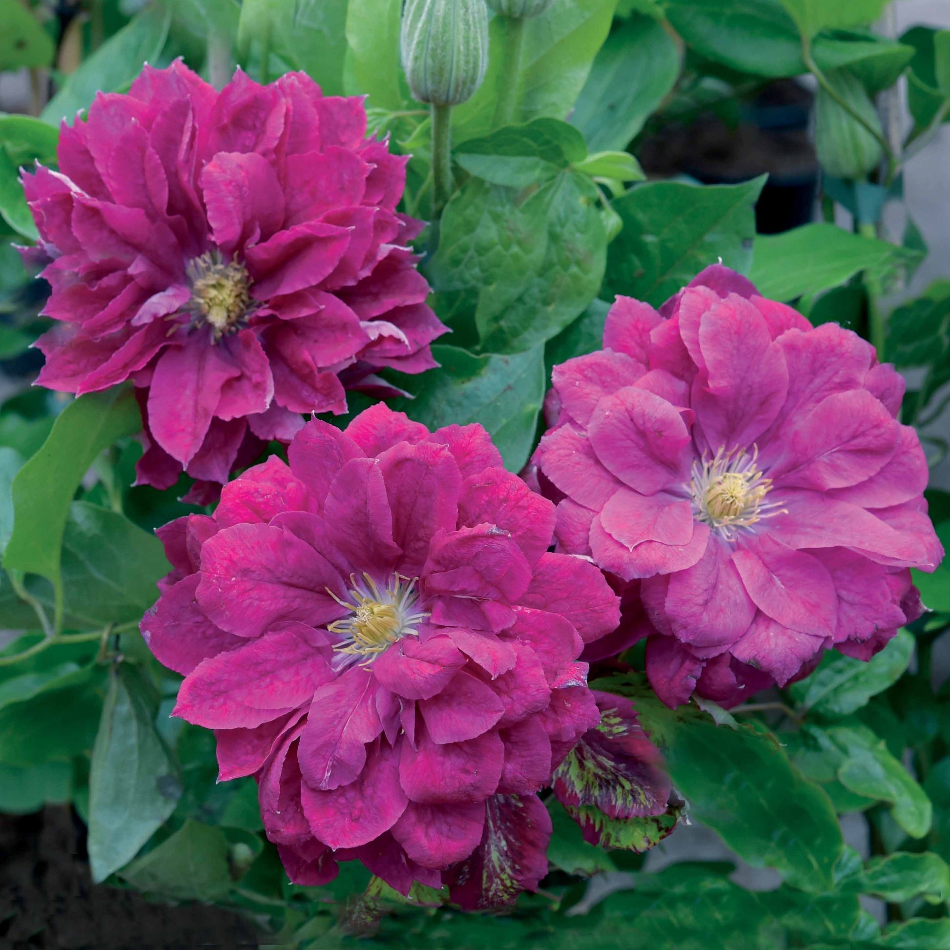 Bakker - Clématite Red Star - Clematis red star - Plantes d'extérieur