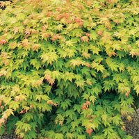 Bakker - Erable du Japon doré - Acer shirasawanum aureum - Plantes d'extérieur