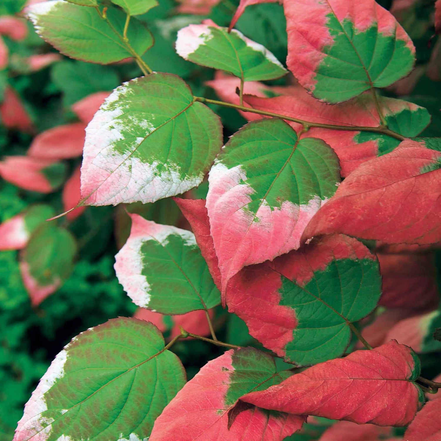 Actinidia kolomikta - Kiwi panaché